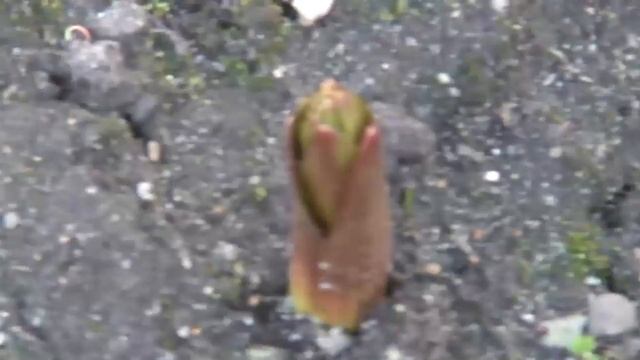 Весна наступила смотреть онлайн