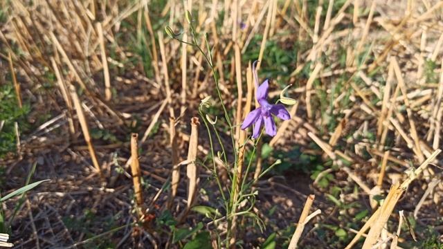 Соки́рки полевы́е или Жи́вокость полевая смотреть онлайн