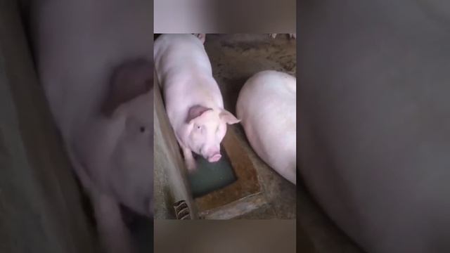 Если тебе скучно, отобрали карандаши, бумагу, игрушки - выход есть смотреть онлайн