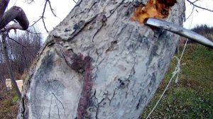 Яблоня. Трутовик на яблоне