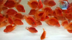 Blood Parrot Aquarium Fish | King Kong Parrot | Beginners Aquarium Fish | Mayur Dev Tips HD