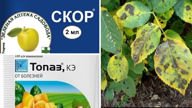 РОЗЫ ХОРОШО ПЕРЕЗИМУЮТ, если сделать это с ними в сентябре! Подкормка и подготовка роз к зиме. смотреть онлайн