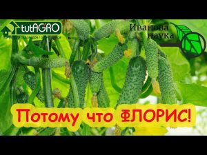 СОЗВЕЗДИЕ BioDSO. Яркая звезда Флорис. Мощь и сила ваших растений с полной защитой корней!