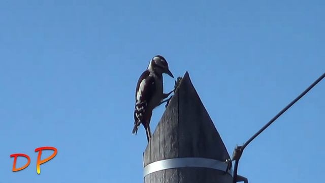 #Дятел Вернулся (#Woodpecker Came Back) (#啄木鳥回來了) смотреть онлайн