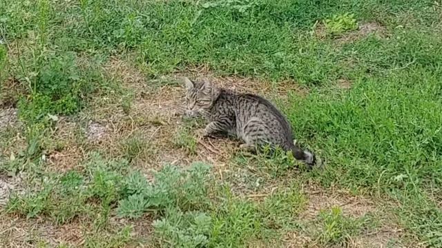 Кошки и мышки