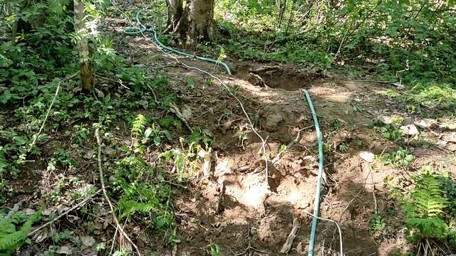 Новое токсово СНТ Хрустальное Абиссинка в лесу на болоте смотреть онлайн