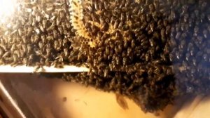 Стеклянный улей. Окончание сезона, закормка в зиму, ответы на вопросы.