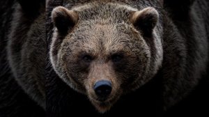 Звук медведя 4