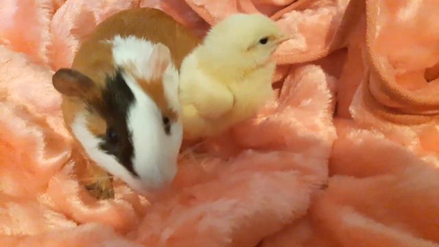 ШОК КОНТЕНТ!!ЧТО БУДЕТ,ЕСЛИ РЯДОМ С МОРСКОЙ СВИНКОЙ БУДЕТ ЦЫПЛЕНОК??? смотреть онлайн