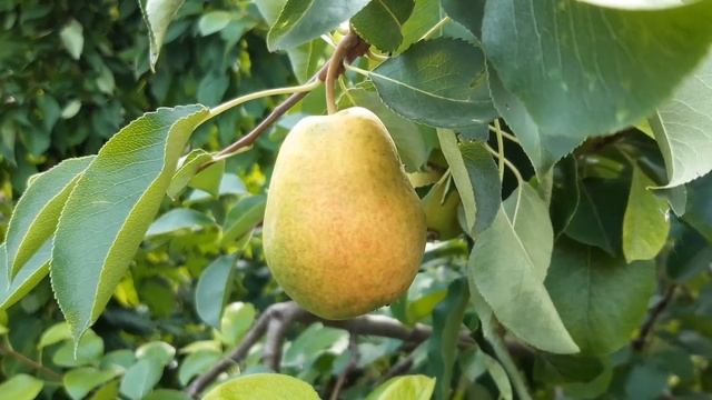 Груша Северянка -вкусная, как конфета. смотреть онлайн