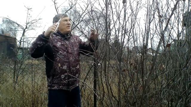 Весенняя обрезка ирги.