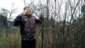 Весенняя обрезка ирги.