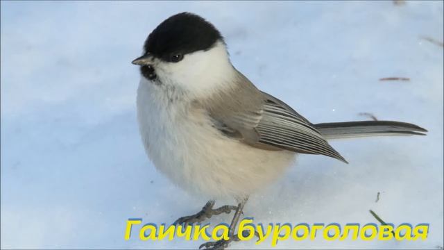 Синичкин день. смотреть онлайн