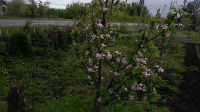 СИКАЙ ШИ В ЦВЕТУ....КАКОЕ ЧУДО смотреть онлайн