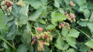 ежевика Гай, начало созревания,4 год вегетации,14 августа 2023