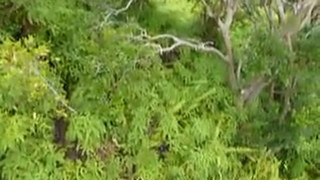 Hawaii 154.MOV смотреть онлайн