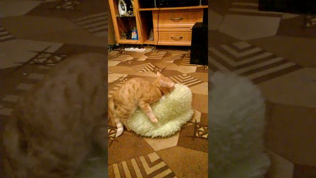 Кот любит подушку смотреть онлайн