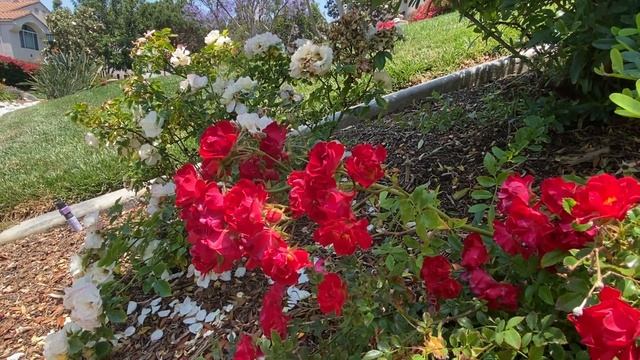 Мы с тобой уедем этим летом в город где магнолии цветут смотреть онлайн