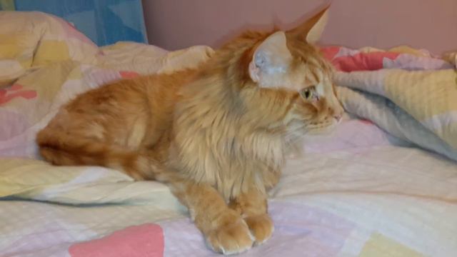 КОТ КУШАЕТ смотреть онлайн