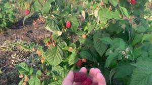 Малина Сластиха.