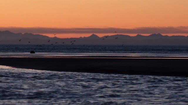 Bears Enjoy Spectacular Sunset Swim || ViralHog смотреть онлайн