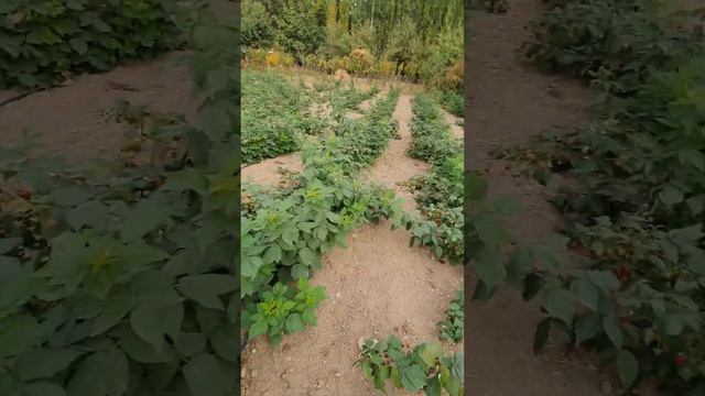 МАЛИНА ПОЛЬКА 06.10.2023 смотреть онлайн