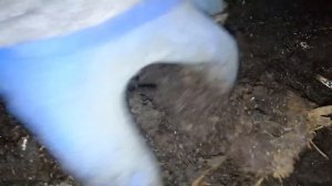 Разведение червей Дендробена на навозе.