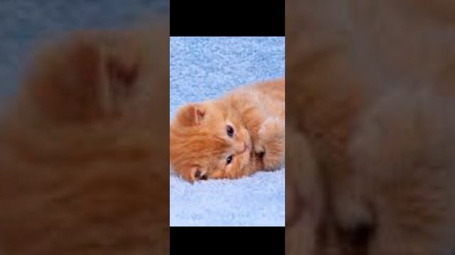 МУЗЫКА для души. РЕЛАКС. Успокаивающая и красивая музыка . Позитивная мелодия смотреть онлайн