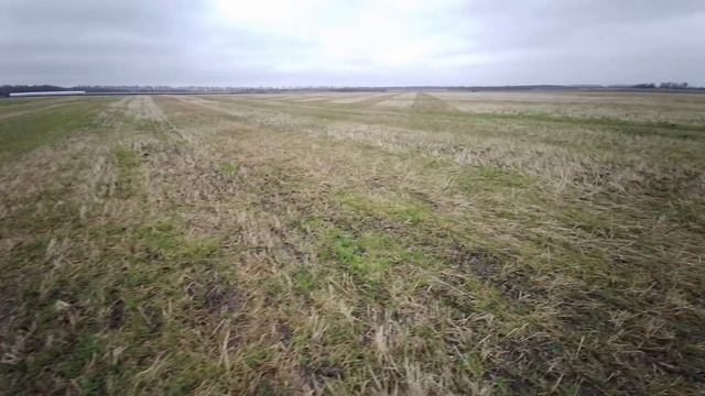 Наши поля перед зимой 2020