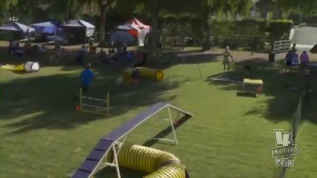 Bailey - Sun Excellent Standard - Papillon Club of SC AKC - July 2010.mov смотреть онлайн