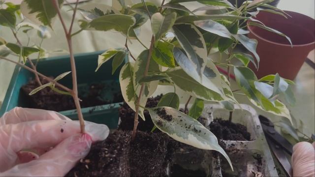 №53. Фикус Бенджамина. Формируем 3 вида кроны. Этап 2. Пересадка черенков в основной горшок. смотреть онлайн