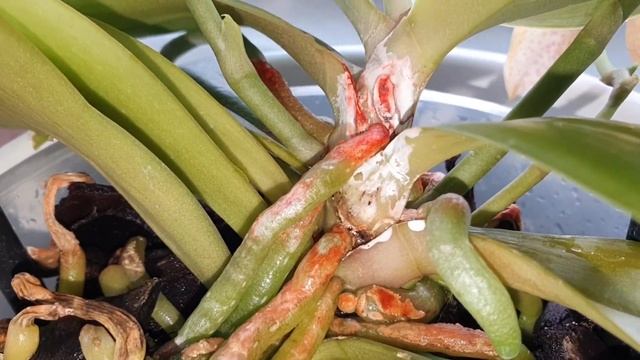 ТАКОГО Я ЕЩЁ НЕ ВИДЕЛА ! Орхидея "Джулия" УДИВИЛА ?? смотреть онлайн