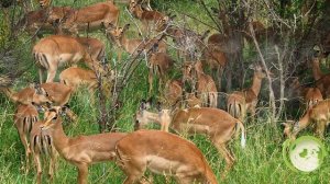 Животный мир саванн ? для детей?