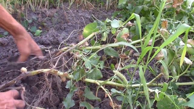 06_07_2020_Картофель Пикассо.mp4 смотреть онлайн