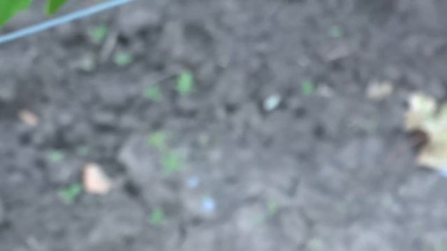 Что наделал суховей с Маникюр фингером 16 08 2019г.виноградник Король В.Н. смотреть онлайн