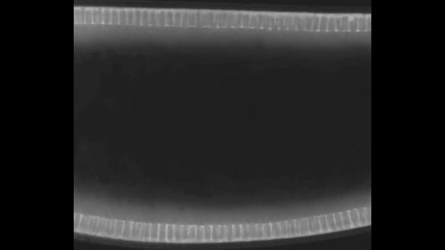 How one becomes 6000: cellularisation in Drosophila embryo смотреть онлайн