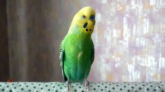 ВЕСЁЛОЕ ПЕНИЕ ВОЛНИСТОГО ПОПУГАЯ смотреть онлайн