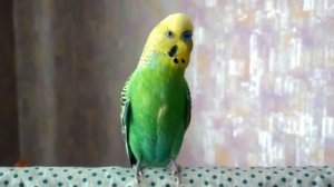 ВЕСЁЛОЕ ПЕНИЕ ВОЛНИСТОГО ПОПУГАЯ