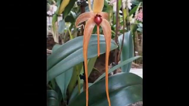 Orchideentage Frühling 2012 Im Palmengarten Frankfurt