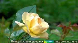 Исцеление от недержания мочи  Для женщин Настрои Сытина Г.Н.