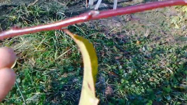 Персик из косточки. Развитие саженцев в открытом грунте. Средняя полоса России. смотреть онлайн