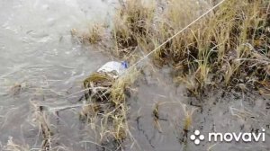 Ловим гальяна на карчагу