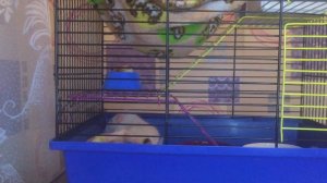 Что нужно для появления крыски?Какая должна быть клетка,чем лучше кормить