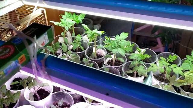 Рассада томатов 4 недели после замачивания семян , продолжаю перевалку рассады. 2021 смотреть онлайн