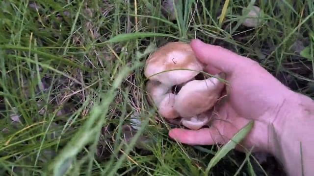 Майская рядовка. Сбор грибов 2023. Весенние грибы смотреть онлайн