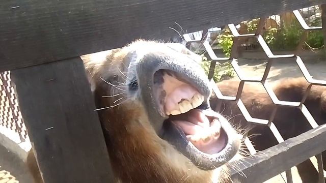 Осел ржет. Осел показывает зубы. A Donkey