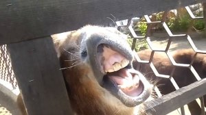 Осел ржет. Осел показывает зубы. a donkey
