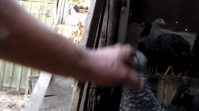 Доменанты 15 августа 2017 год,пять с половиной месяцев содержания. смотреть онлайн