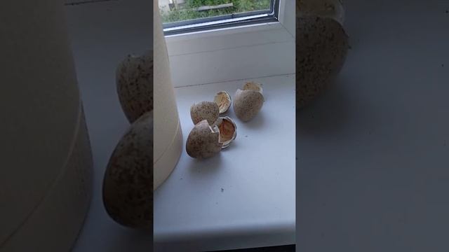 Наши домики , птенцы куропатки руфа , красная куропатка смотреть онлайн