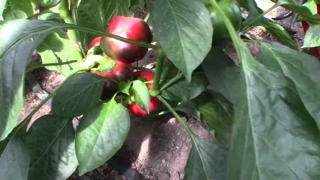 Сладкий перец Рубиновый (Королевский сад Ильи Королева) смотреть онлайн